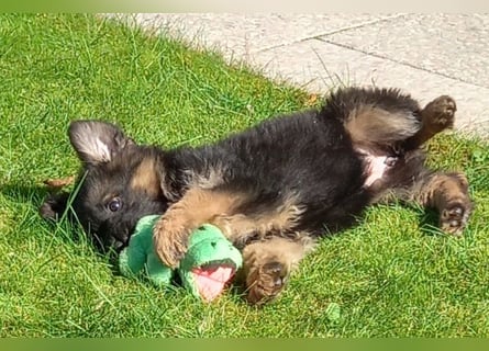 Schäferhund-Welpen 1 Rüde, 8 Hündinnen zu verkaufen