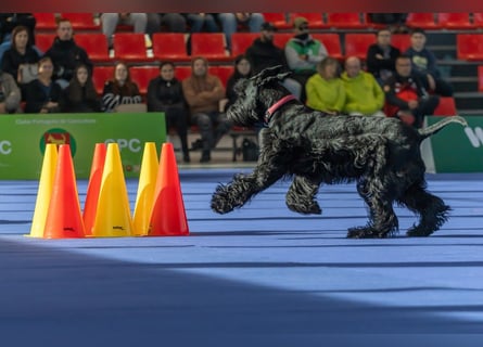 Riesenschnauzer Schwarz