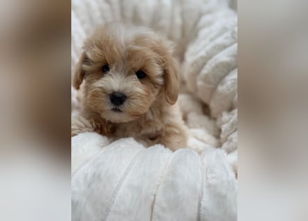 Maltipoo Malteser Toy Pudel Mix Welpen