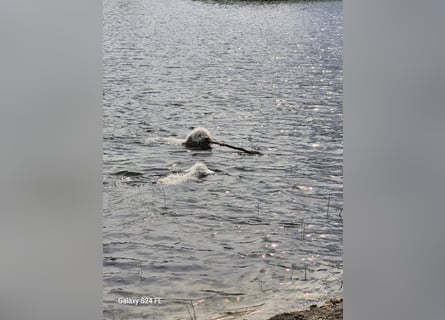 Spanischer Wasserhund
