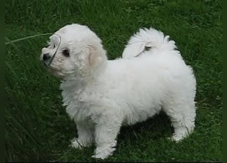2 wunderschöne Bichon Frise Welpen im Teddylook