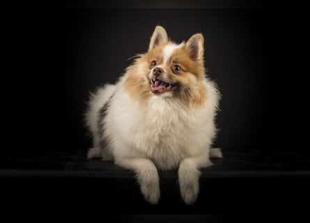 Liebevolle Zwergspitz Pomeranian Zucht
