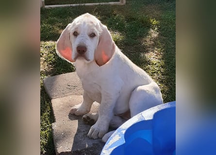 Spinone Italiano weiß/orange - WELPEN