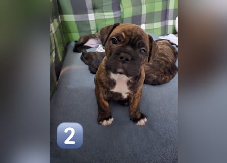 Wundervolle Bulldoggen-Welpen suchen ihr Für-Immer-Zuhause!