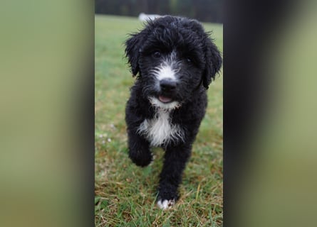 Doodle Bergamasker Barbet Mix Bergamasco Franz. Wasserhund Bergadoodle für Allergiker nicht haarend