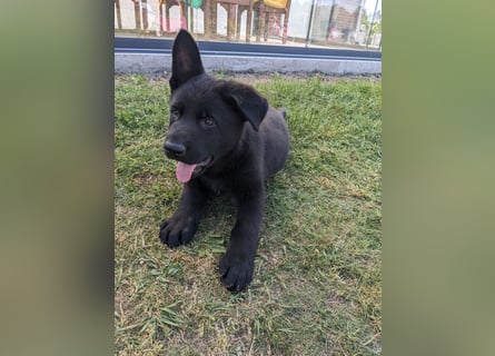 Deutscher schwarzer schäferhund mit Papieren