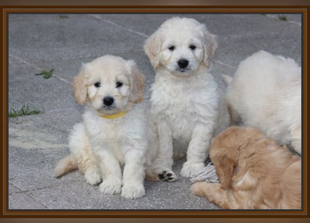 GOLDENDOODLE Traum ! Bezaubernde Welpen aus langjähriger+überprüfter Familienaufzucht.