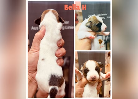 Jack Russel Terrier Welpen mit Stammbaum