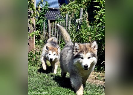 Zuchtstätte Silberglanz- C-Wurf / Alaskan Malamute Welpen - 3 Weibchen/2 Rüden