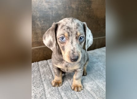 Zwerg Dackel Welpen in besonderen Farben (blue / choco / Harlekin) suchen tolles Zuhause