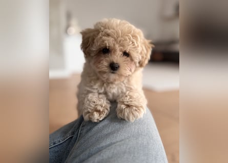 Maltipoo Pudel Malteser