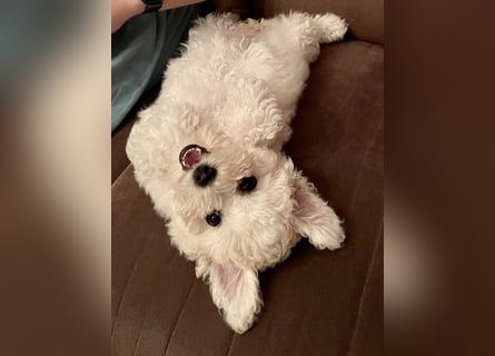2 wunderschöne Bichon Frise Welpen im Teddylook