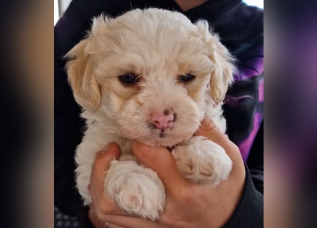 Havapoo Pudel Havaneser-ShihTzu