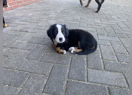 Sehr Liebe Hunde Appenzeller Sennen