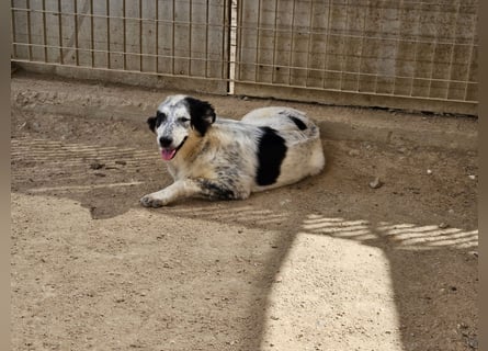 Mila: überfordert im Tierheim
