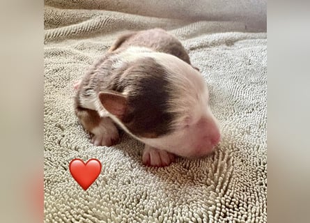 Mini/Miniature Australian Shepherd Welpen mit Papiere