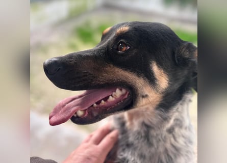 Kurt: toller Begleiter und Familienhund