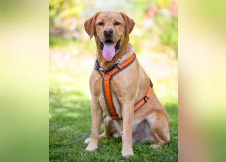 Mr Sam - sucht Menschen mit Hundeverstand - Tierhilfe Franken e.V.