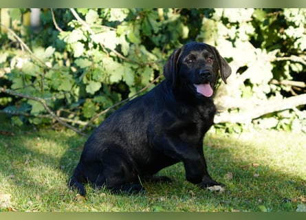 Labradorwelpen