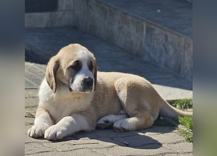 Mittelasiatischer Schäferhund mit stammbaum
