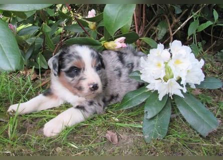 Mini Aussie Welpen Miniatur Australian Shepherd Welpen Welpe