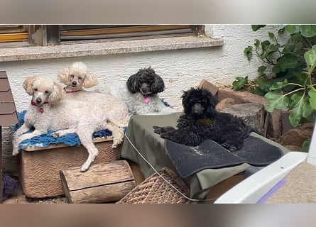 Toypudelwelpen aus Championverpaarung suchen neues Zuhause