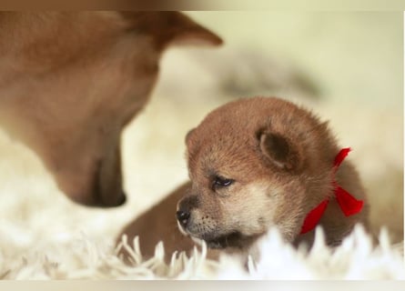 Schöne rote Shiba inu Welpen MEI, MIKA, MASARU mit FCI dokumenten