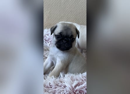 Mops Welpen ( noch 2 Rüde)