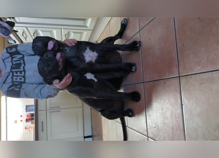 Reinrassige Cane Corso Welpen