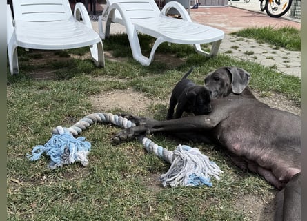 Deutsche Dogge Welpen