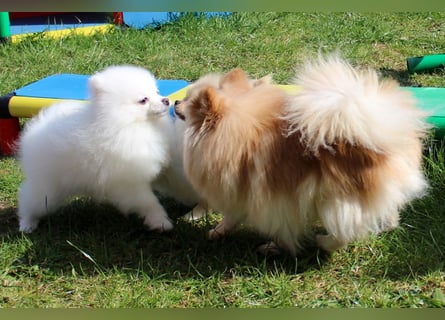 Zwei kleine Eisbären Zwergspitz Pomeranian suchen Kuschelpartner