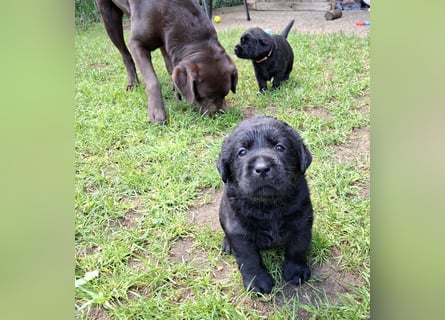 Labrador Welpen mit Ahnentafel
