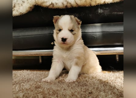 Husky Welpen 3 Rüden suchen ein Zuhause ab Mai
