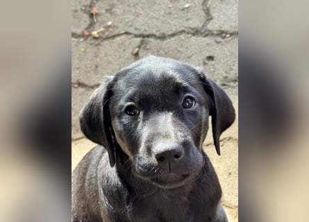 Nur 2 Labrador Weibchen mit Ahnenpass 2 Rüden & 6 Weibchen in Schwarz