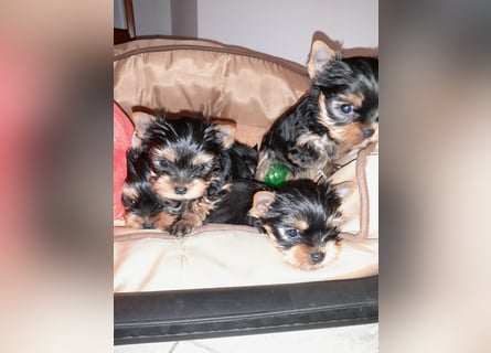 Yorkshire-Terrier Welpen,  reinrassig mit Ahnentafel sofort abgabebereit
