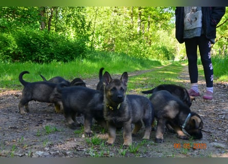 Dunkelgraue Schäferhunde aus Kör-u.Leistungzucht
