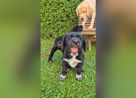 Labrador Akita