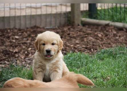 Golden Retriever Welpen vom Thüringer Wald