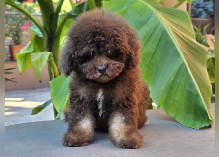 Cavapoo welpen