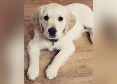 Golden Retriever Welpen/Creme x Dark Golden