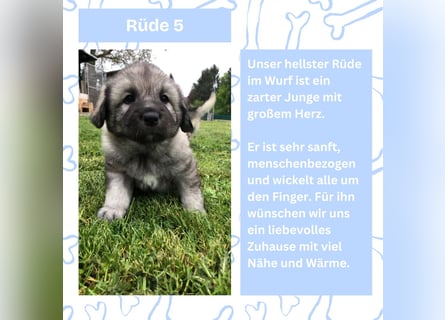 Süße Sarplaninac Welpen (Hirtenschutzhund/Schäferhund) suchen neues Zuhause. Noch 2 Welpen verfügbar