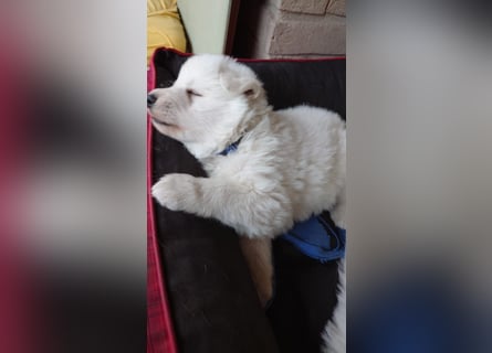 Welpen Weiße Schweizer Schäferhunde