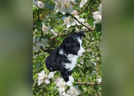 Australian Shepherd Welpen
