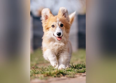 FLUFFY Welsh Corgi Pembroke HÜNDIN