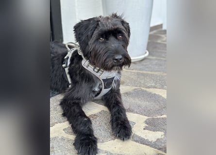 "Pumi“ – junge Schnauzer-Pumi-Mix Hündin sucht ländliches Zuhause