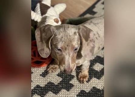 Zwergdackel,Dackel in Sonderfarben,amerikanische Zwergdackel Welpen suchen tolle Familien