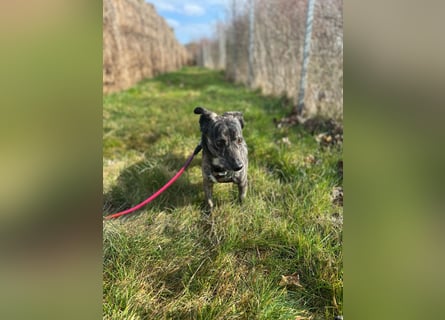 Lui - kleiner Hund mit großem Herz sucht 2te Chance