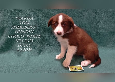 Border Collie-Welpen , black-,choco-,red-white und red-,black-merle