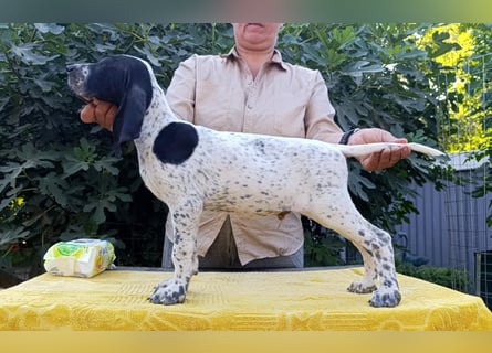 Braque d'Auvergne (Auvergne Vorstehhund) Welpe