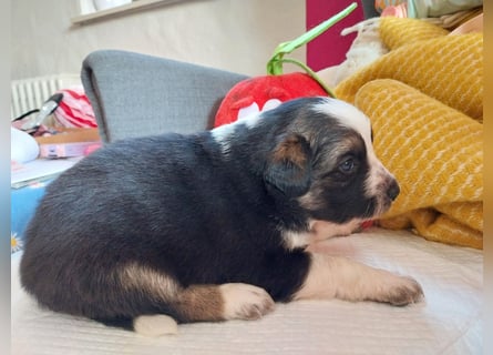 Border Collie